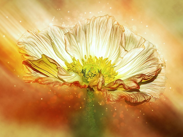 COROA DE BENIGNIDADE E DE MISERICÓRDIA